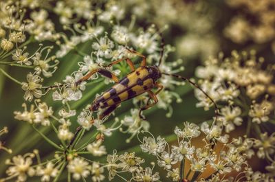 Close-up of insect on flowers