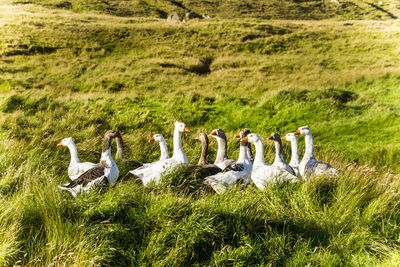 View of birds on grassy field