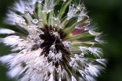 Close-up of wet dandelion flower