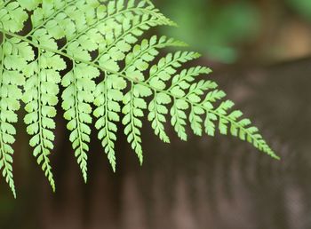 Close-up of green fern