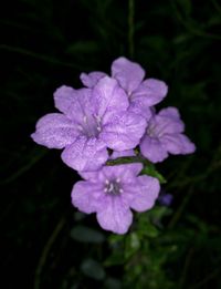 Close-up of purple flowers