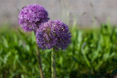 Close-up of purple flowering plant on field