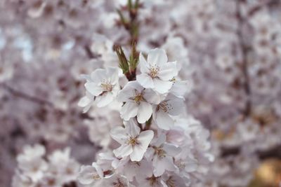 Close-up of white cherry blossom tree