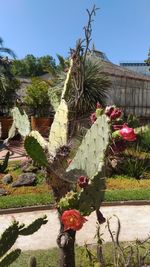 Cactus plant growing by building against sky