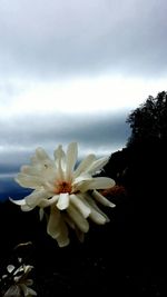 Close-up of white flower against clear sky