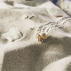 High angle view of cat sleeping on sand