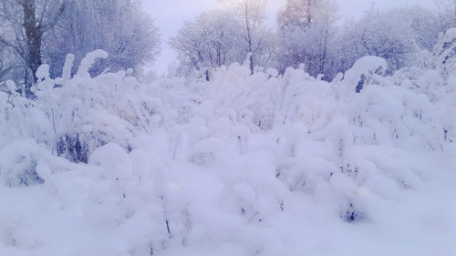 Snow covered trees on field