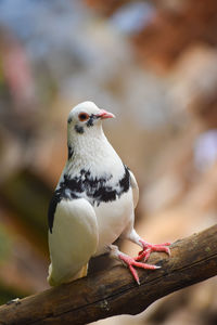 Close-up of bird perching on branch