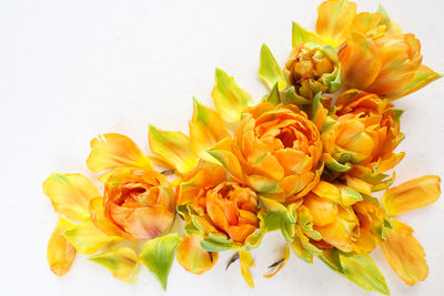 High angle view of yellow flower against white background
