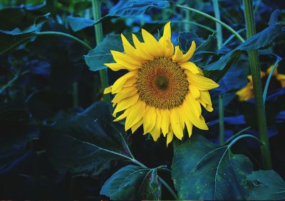 Close-up of sunflower on plant