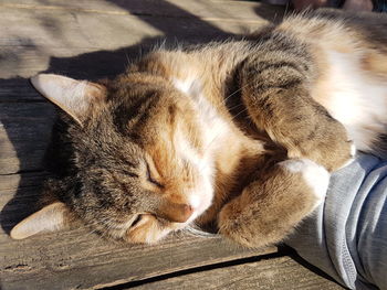 High angle view of cat sleeping