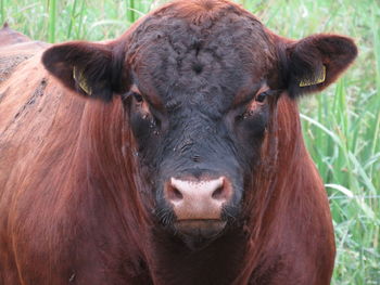 Close-up portrait of a horse
