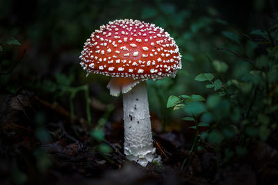 Close-up of mushroom growing on field