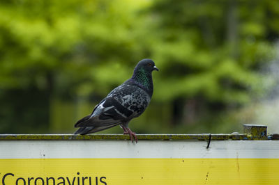 Close-up of pigeon perching on railing