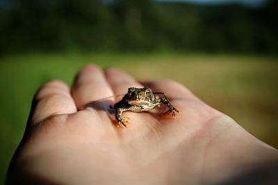 Close-up of hand holding toad