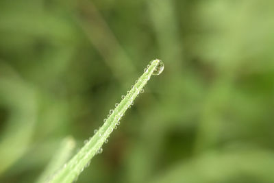 Close-up of fresh green plant