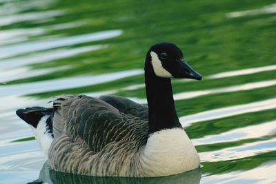 Close-up of a duck swimming in lake