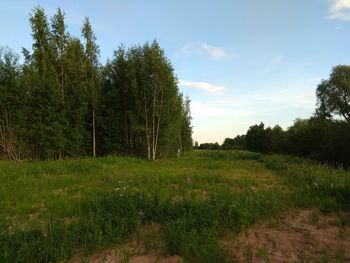 Trees on field against sky