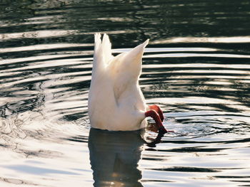 Close-up of duck foraging in lake