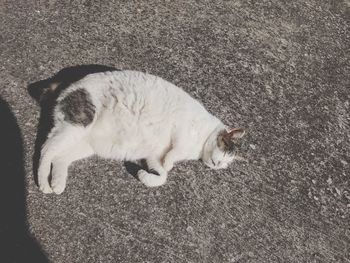 High angle view of cat sleeping