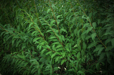 Full frame shot of green plants