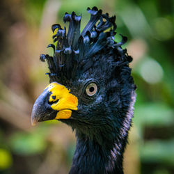 Close-up of a bird