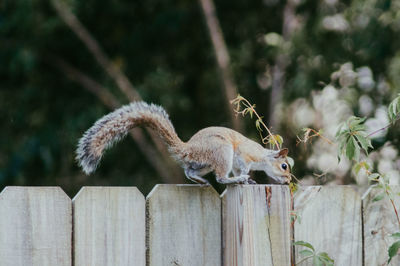 Squirrel on fence.