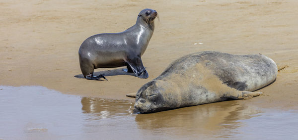 An elephant seal on pelican's point near walvisbaai a coastal town of namibia