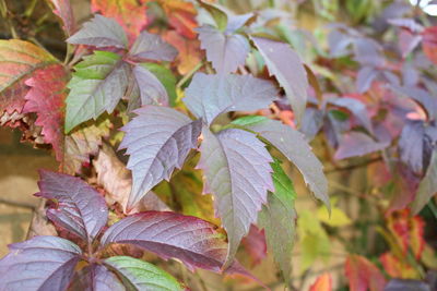 Close-up of leaves