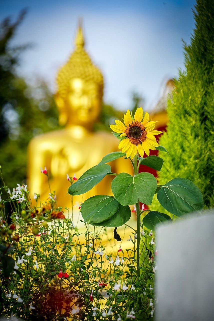 CLOSE-UP OF YELLOW FLOWERING PLANT