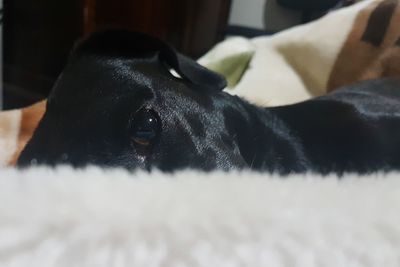 Close-up portrait of dog resting at home