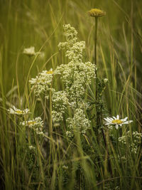 plant
