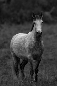 Horse standing on field