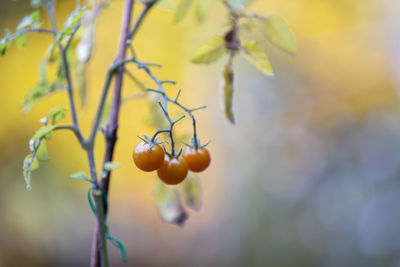 Close-up of berries growing on tree