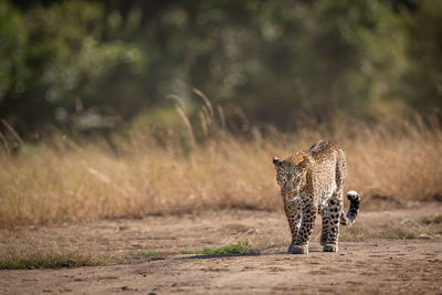 Full length of leopard walking on land