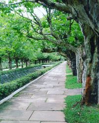 Footpath in park