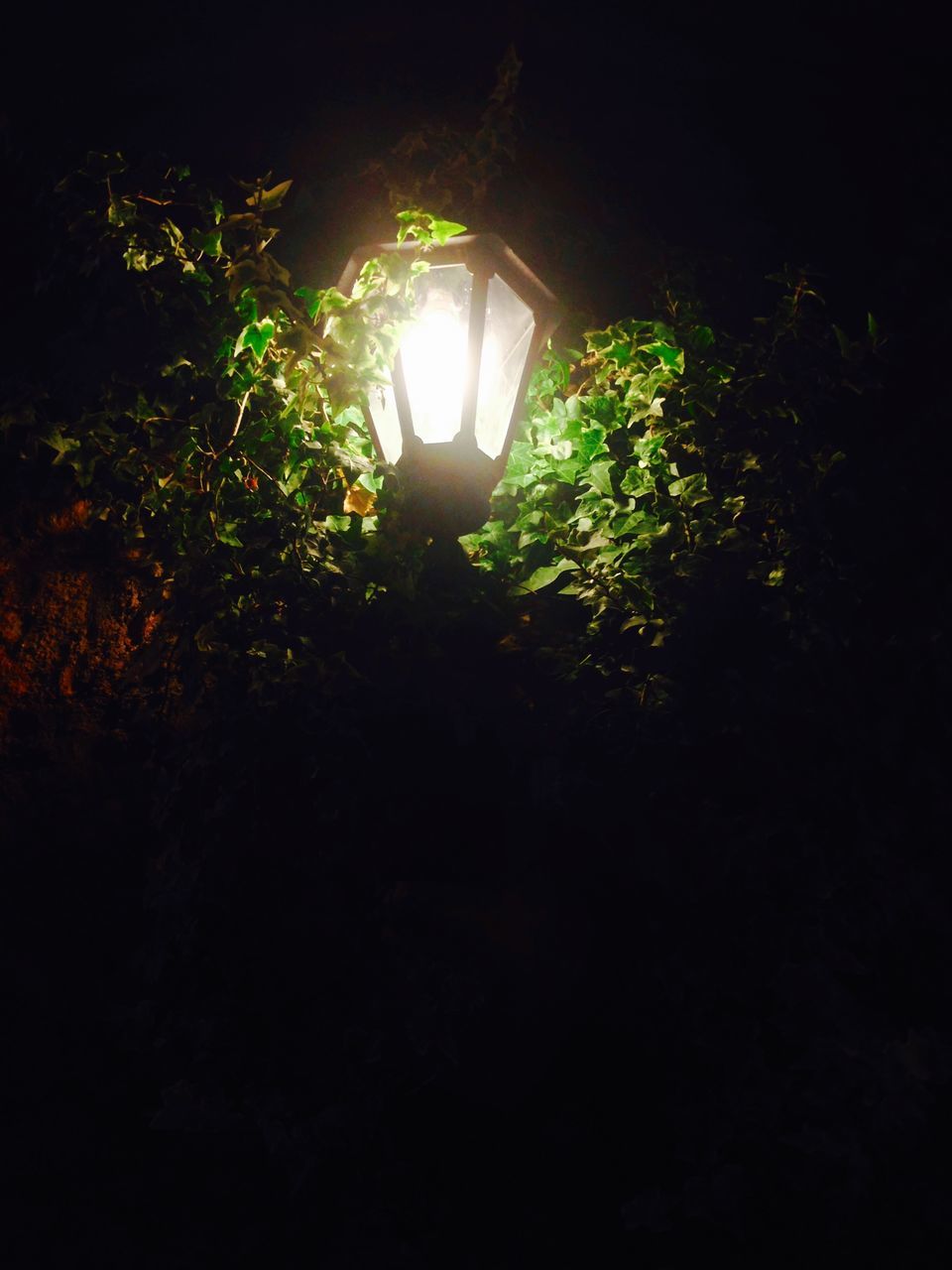 illuminated, night, lighting equipment, street light, tree, built structure, growth, dark, plant, light - natural phenomenon, low angle view, architecture, no people, glowing, electric lamp, electric light, sunlight, house, nature, green color