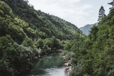 Scenic view of river amidst trees against sky