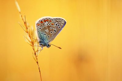 Close-up of butterfly on leaf