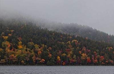 Trees and plants in forest during autumn