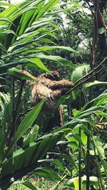 Close-up of bird perching on tree