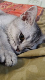 Close-up of a cat resting