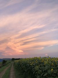 Scenic view of field against sky during sunset