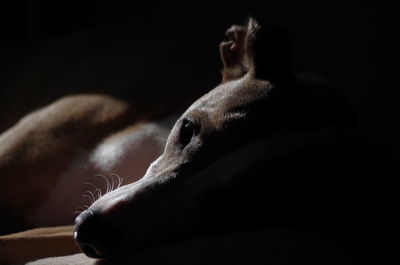 Close-up of a dog lying down in darkness