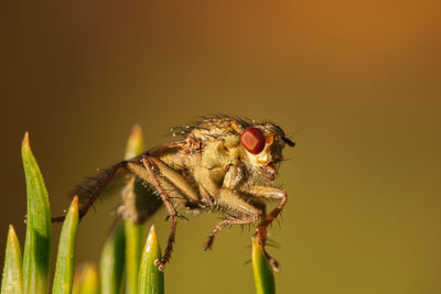 Close-up of insect