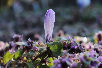 Close-up of purple crocus flowers