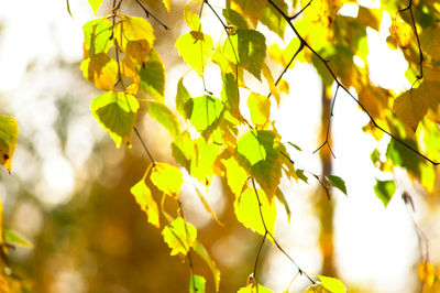 Close-up of yellow leaves on tree against sky