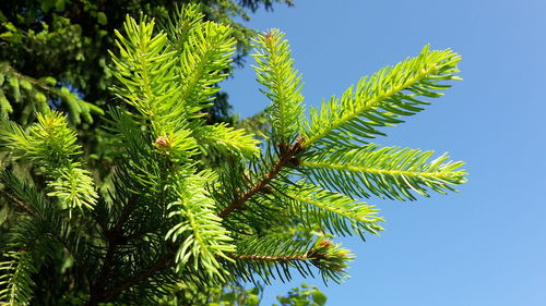 Low angle view of trees against clear sky