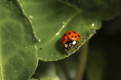 Close-up of ladybug on leaf