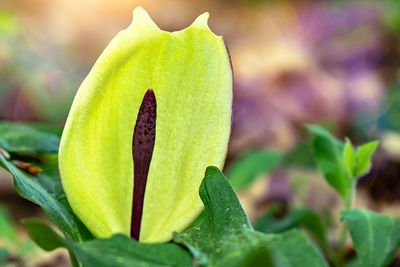 Close-up of green plant